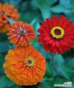 大自然中那些代表繁荣和进步的植物 象征节节高升的植物