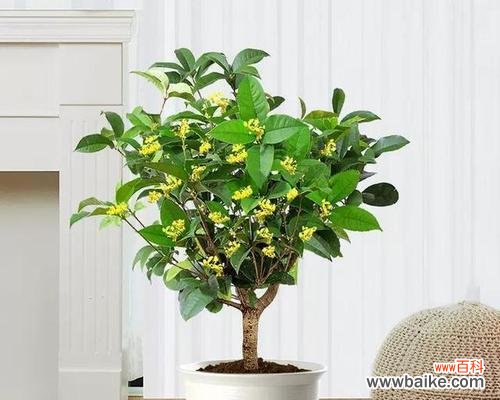 探寻奋斗与荣耀的绿叶之路 以象征金榜题名的植物