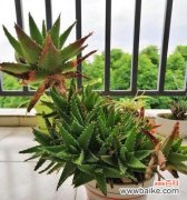 探索自然中的坚韧与生命力 生命之力