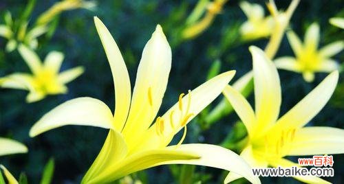 力量 勇往直前,不屈不挠的蔷薇