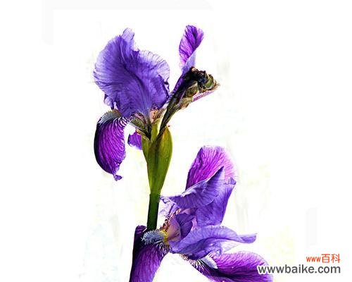 探索自强不息的生命力 坚强勇敢独立的花和植物