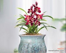 品格之花 象征君子的植物