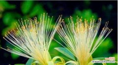 以植物为媒介 老年人象征的植物及其寓意