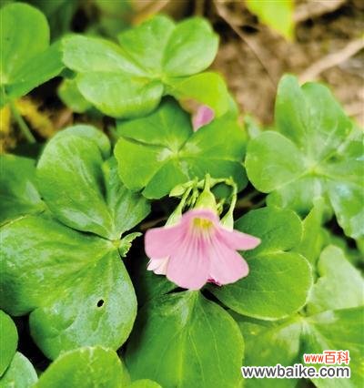 以植物为媒介 廉洁之道