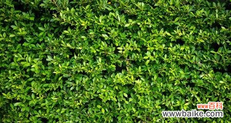 探索大自然的力量 绿色环保的植物