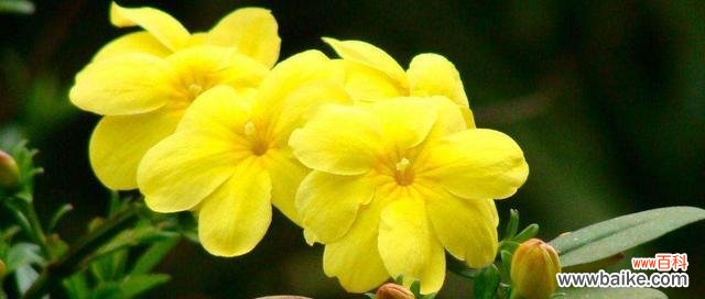 探索自然的奇迹与愉悦 植物的美好世界