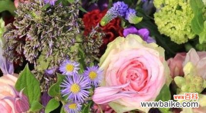 探寻母爱的芳香花海 象征母爱的植物——无尽的柔情