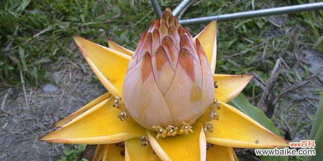 探寻男性特质与自然界植物的契合 男人象征之植物