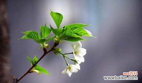 向命运挑战 蜘蛛草