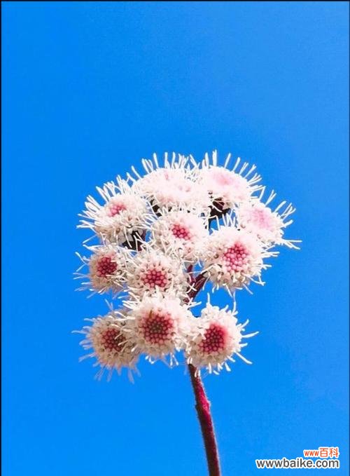 探寻努力向上的植物世界的奇迹与启示 植物奋进的象征与启示