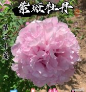 镇宅花的寓意和花语分别是什么？