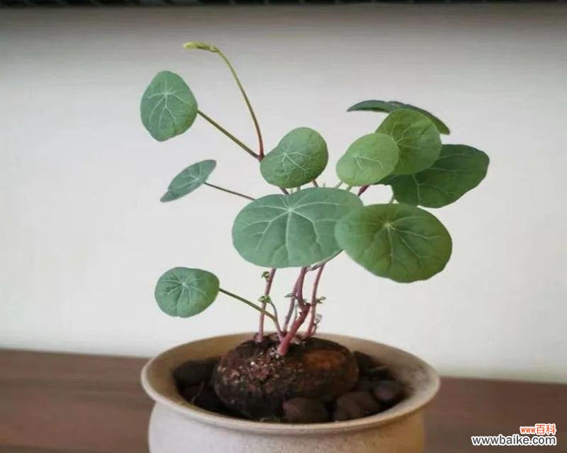 镇宅花的寓意和花语分别是什么?