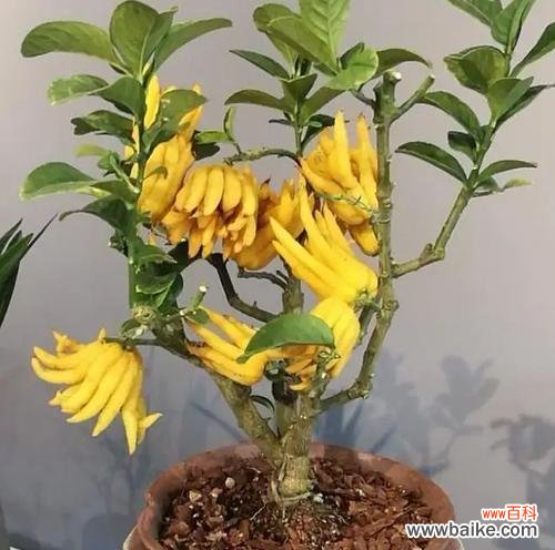 镇宅花的寓意和花语分别是什么?