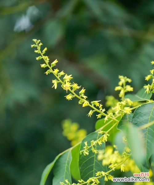 黄花栾树的花语有何象征意义？