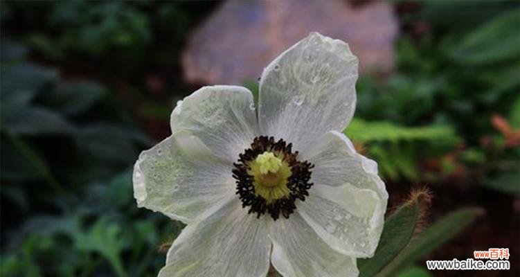 绿绒蒿的花语和别称是什么？