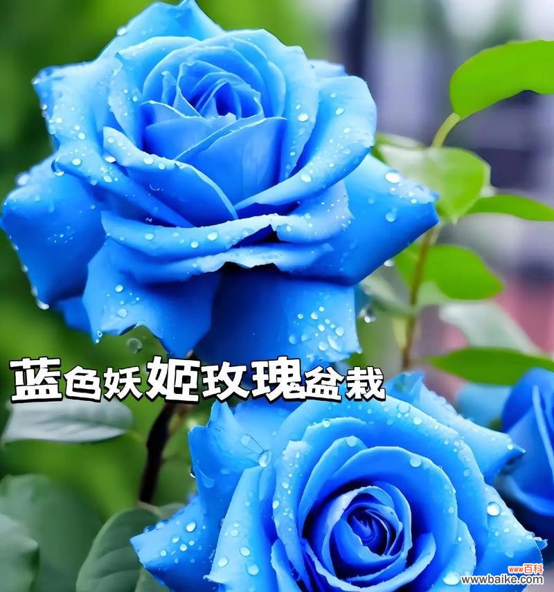 5朵白蓝玫瑰代表什么情感?