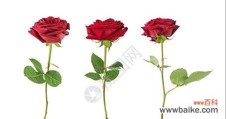 三朵玫瑰花在摆摊中代表什么？