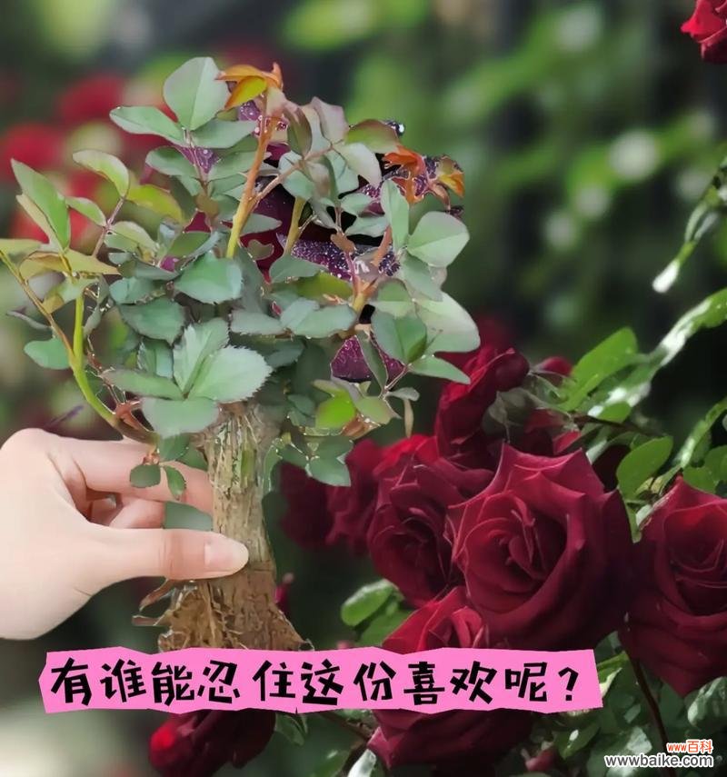 请爱我的人对应的花语是什么?