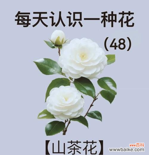 请爱我的人对应的花语是什么?