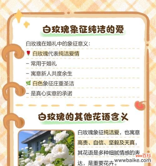 白玫瑰染黑边的花语有何深意？