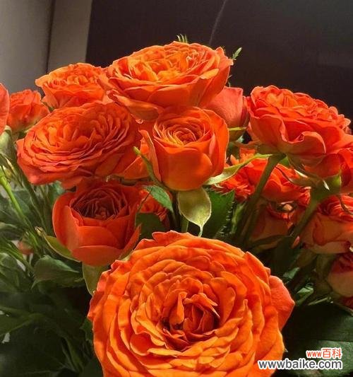 橙色玫瑰花四朵的含义是什么？