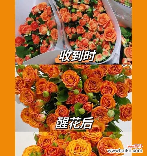 橙色玫瑰花四朵的含义是什么？