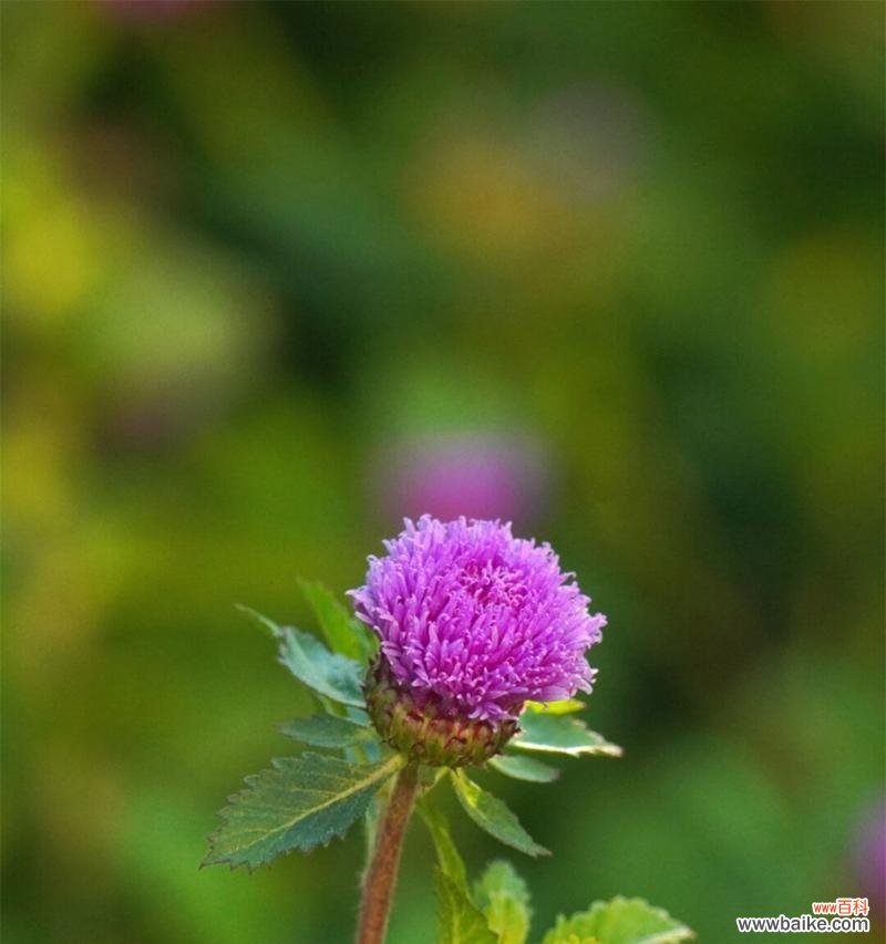 跳蓝菊象征着什么?