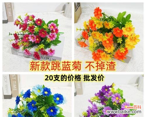 跳蓝菊象征着什么?