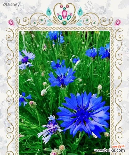 跳蓝菊象征着什么?