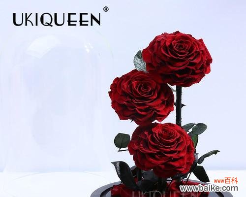 酒红色玫瑰布料的寓意是什么?