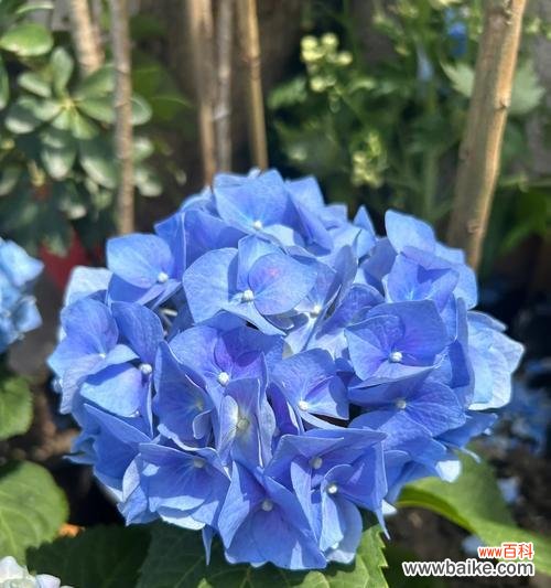 花语庭的凉意背后隐藏着什么故事?