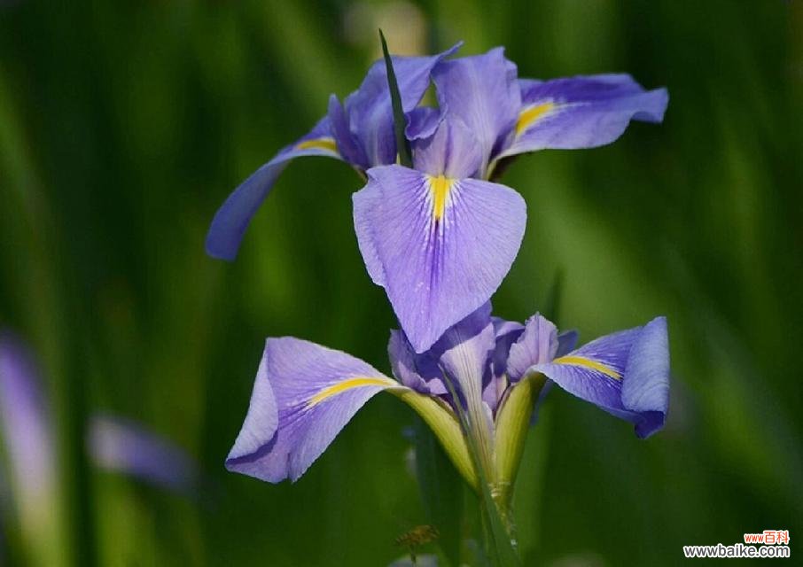 哪种花的花语表达了等待?