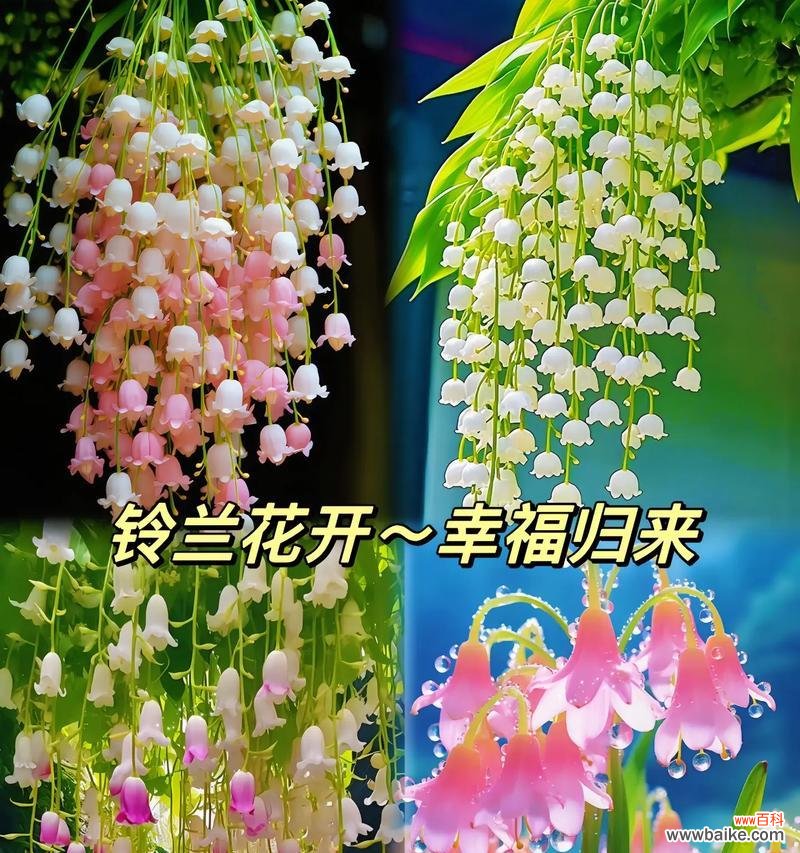 哪种花的花语表达了等待?