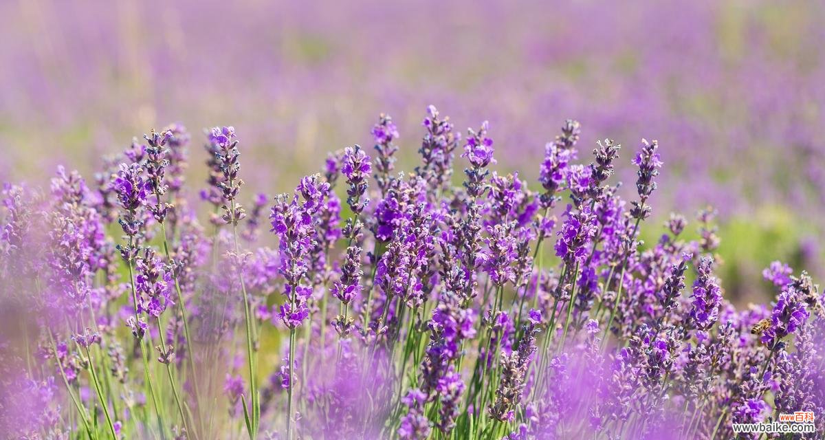 薰衣草象征着什么?想念的花语是什么?