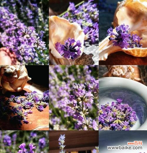 薰衣草象征着什么?想念的花语是什么?