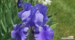 薰衣草象征着什么？想念的花语是什么？