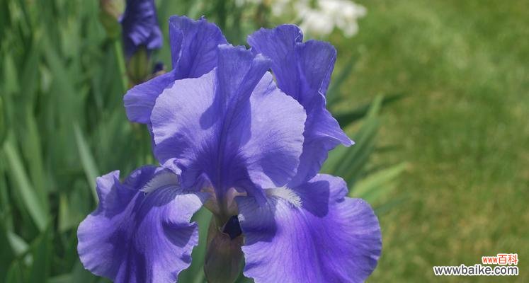 薰衣草象征着什么?想念的花语是什么?