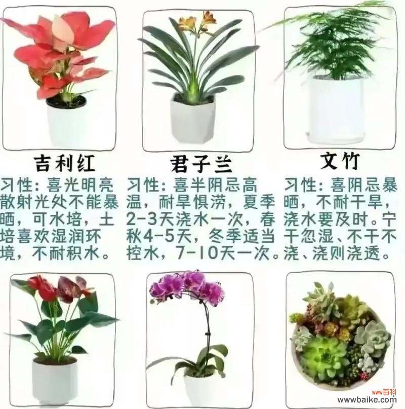 摘种满花的花语能表达哪些情感?