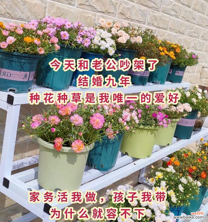 摘种满花的花语能表达哪些情感?