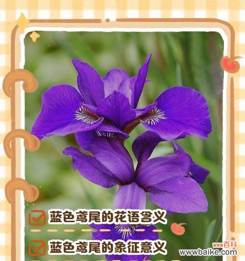 鸢尾花与其他花的花语有何不同?
