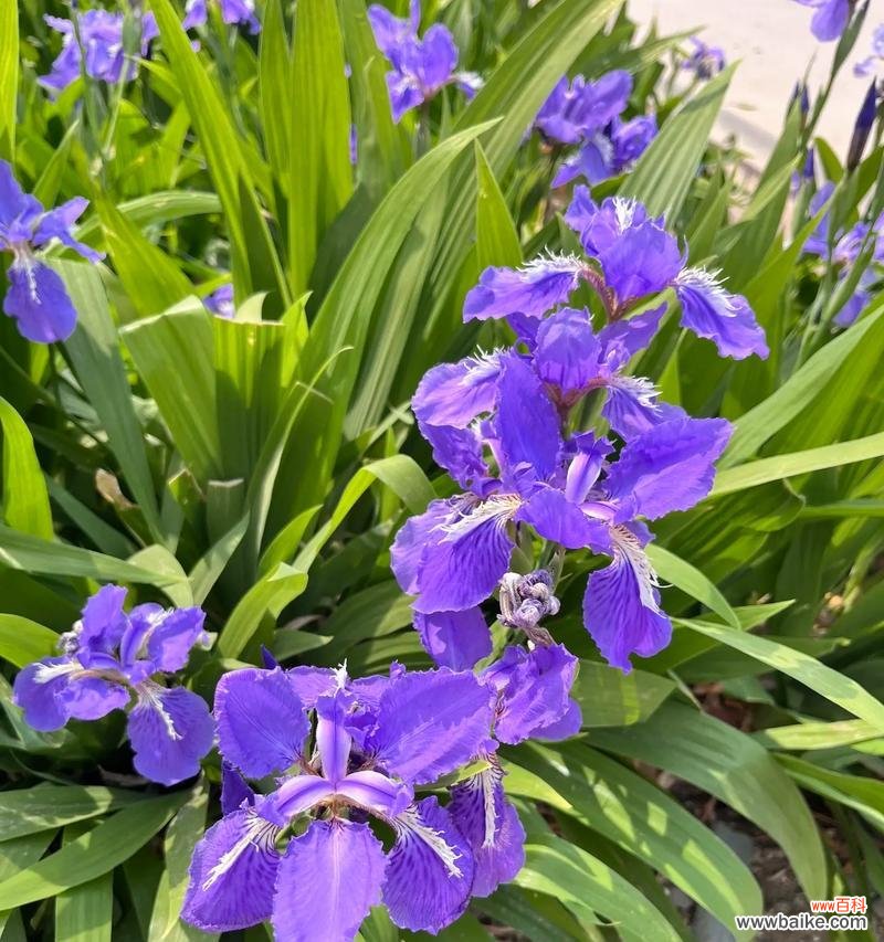 鸢尾花与其他花的花语有何不同?