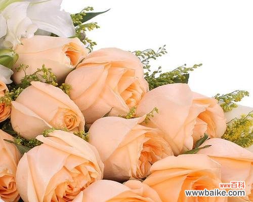 揭示香槟玫瑰的寓意和情感表达 香槟玫瑰花语与寓意