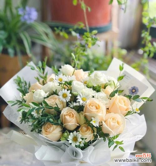 探索香槟玫瑰的浪漫与神秘 香槟玫瑰的象征与意义