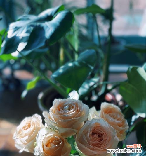 探索香槟色玫瑰花的美和深意 香槟色玫瑰花的象征意义