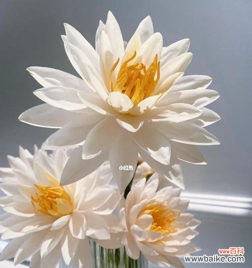 香槟睡莲的花语和寓意 香槟睡莲