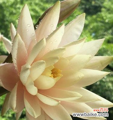 香槟睡莲的花语和寓意 香槟睡莲