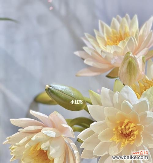 香槟睡莲的花语和寓意 香槟睡莲