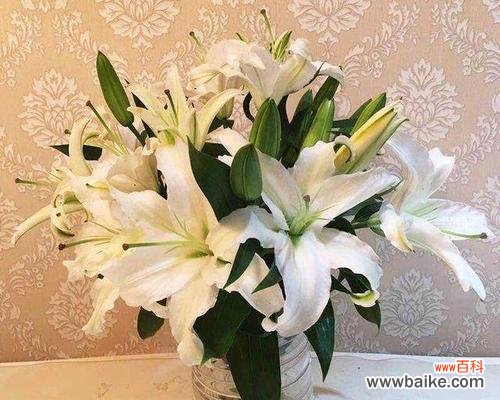 香水百合之美与象征 香水百合的花语与寓意