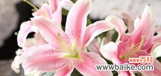 解读香水百合的花语,探究其开花频率的原因及规律 香水百合的花语与开花频率剖析