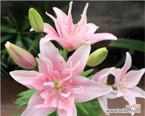 解读香水百合的花语,探究其开花频率的原因及规律 香水百合的花语与开花频率剖析